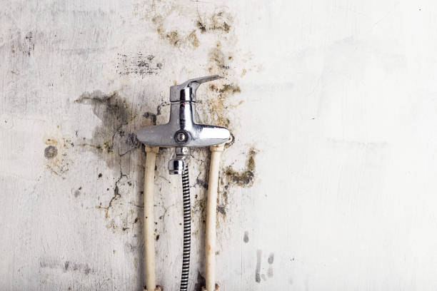 Mold Removal and Inspection in Sterling, GA