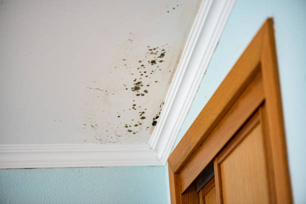 Best Emergency Mold Removal  in Sterling, GA