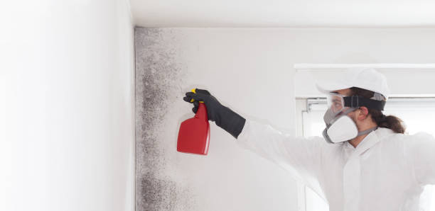 Crawl Space Mold Removal in Sterling, GA