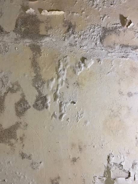 Best Office Mold Removal Services  in Sterling, GA