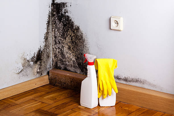 Best Crawl Space Mold Removal  in Sterling, GA