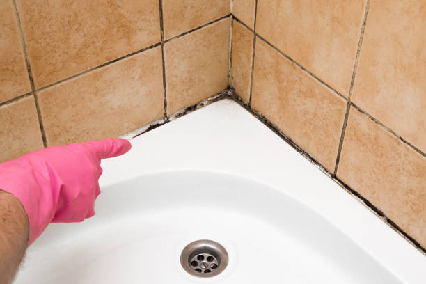 Mold Removal Process in Sterling, GA